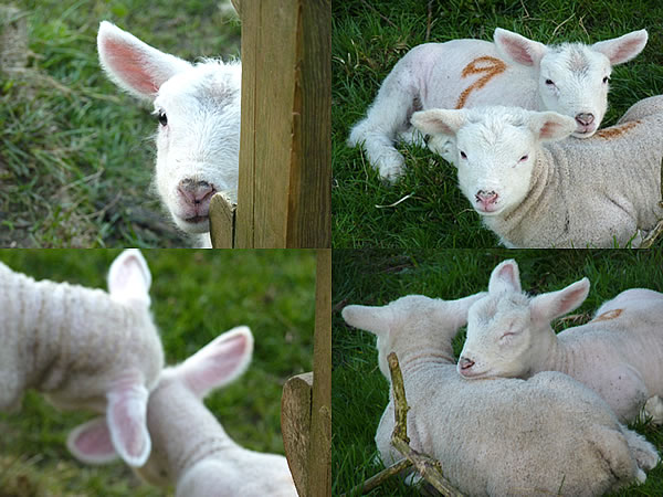 lambs - 2015